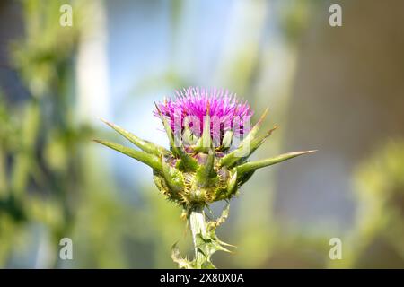 Idea di una pianta pungente. Cardo isolato di fronte allo sfondo verde naturale. Fiore viola. Foto orizzontale. Niente persone, nessuno. Foto Stock