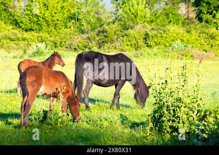 Due puledri e un cavallo. I cavalli e i loro puledri pascolano nel prato verde. Idea di animali da fattoria. Foto orizzontale. Niente persone, nessuno. Natura. Foto Stock