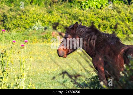 Foto del cavallo selvatico scattata da dietro l'erba. Cavallo da solo nei prati verdi. Animale. Niente persone, nessuno. Natura. Foto orizzontale. Foto Stock