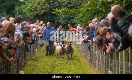 Corse di pecore alla Masham Sheep Fair, Regno Unito Foto Stock