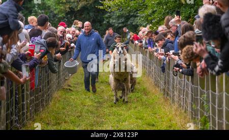 Corse di pecore alla Masham Sheep Fair, Regno Unito Foto Stock