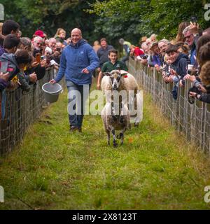 Corse di pecore alla Masham Sheep Fair, Regno Unito Foto Stock