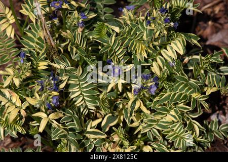 Polemonium caeruleum Brise d'Anjou Foto Stock