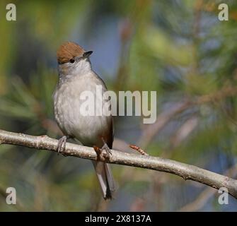 Blackcap femmina seduta sul ramoscello Foto Stock