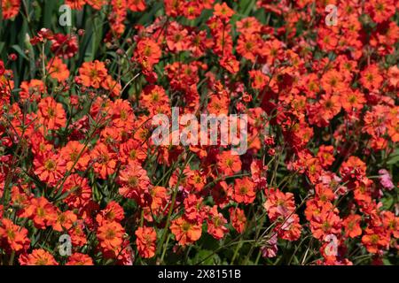 Geum 'Scarlet Tempest' Foto Stock