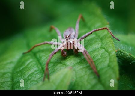 Macro Vista frontale Ritratto di Una ragnatela vivaistica femminile, Pisaura mirabilis, appoggiato su Una foglia che mostra occhi, Fangs e Large Front Palps, New Forest U Foto Stock