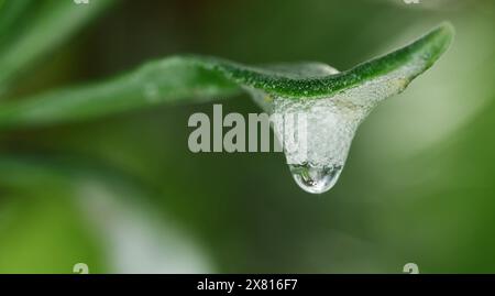 Macro, primo piano di Frothy Cuckoo Spit on the Leaf of A Lavender Plant, Regno Unito Foto Stock