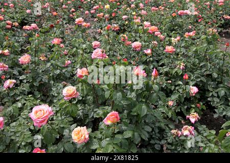 Non esclusivo: DNIPRO, UCRAINA - 21 MAGGIO 2024 - rose fiorite nel Lazar Hloba Park, Dnipro, Ucraina centrale. Foto Stock