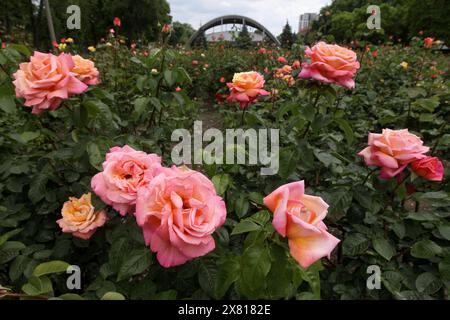 Non esclusivo: DNIPRO, UCRAINA - 21 MAGGIO 2024 - rose fiorite nel Lazar Hloba Park, Dnipro, Ucraina centrale. Foto Stock