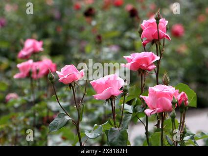 Non esclusivo: DNIPRO, UCRAINA - 21 MAGGIO 2024 - rose rosa fioriscono nel Lazar Hloba Park, Dnipro, Ucraina centrale. Foto Stock