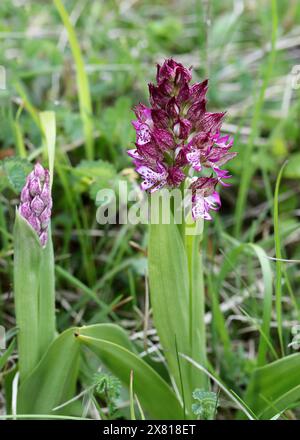 Scimmia x Lady Orchid Hybrid, Orchis simia x Orchis purpurea, Orchis x angusticruris, Orchidaceae. Oxfordshire, Regno Unito. Foto Stock