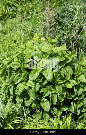 Balsamo di limone, Melissa officinalis, Lamiaceae. Il balsamo di limone è una pianta erbacea perenne della famiglia delle mentine ed è originaria dell'Europa centro-meridionale. Foto Stock