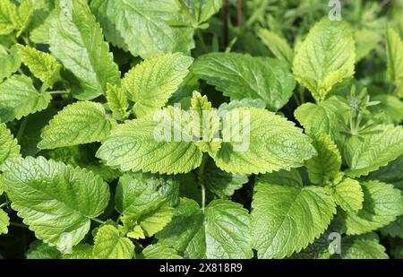 Balsamo di limone, Melissa officinalis, Lamiaceae. Il balsamo di limone è una pianta erbacea perenne della famiglia delle mentine ed è originaria dell'Europa centro-meridionale. Foto Stock