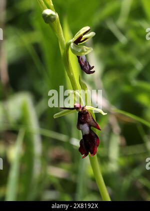 Orchidea di mosca, Ophrys insectifera, Orchidaceae. Un'orchidea selvatica britannica. Homefield Wood Nature Reserve, Buckinghamshire, Regno Unito Foto Stock