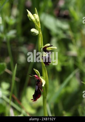 Orchidea di mosca, Ophrys insectifera, Orchidaceae. Un'orchidea selvatica britannica. Homefield Wood Nature Reserve, Buckinghamshire, Regno Unito Foto Stock