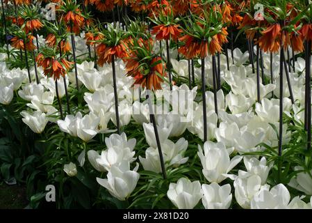 Colorata esposizione di tulipani bianchi e gigli arancioni Keukenhof Gardens Olanda i migliori giardini primaverili del mondo Paesi Bassi UE Foto Stock