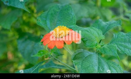 Un girasole messicano, Tithonia rotundifolia, che fiorisce in un giardino del Texas in una mattina d'estate. Foto Stock