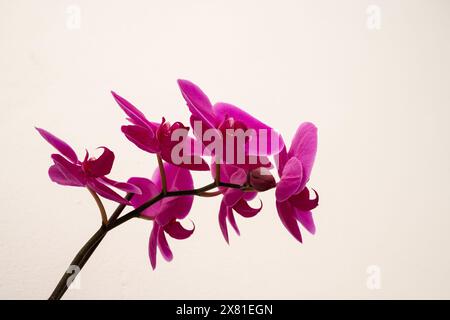 Un singolo fiore di orchidea rosa è il fuoco principale dell'immagine. Il fiore è l'unica cosa visibile nell'immagine, ed è l'unica cosa che resiste Foto Stock