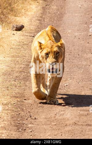 Una leonessa solitaria giace lungo una pista sterrata nel cratere di Ngorongoro, Tanzania Foto Stock