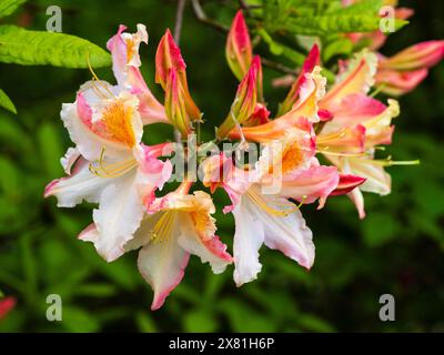 Pesca e fiori bianchi di tarda primavera della tempra azalea decidua, Rhododendron 'Graciosum' Foto Stock