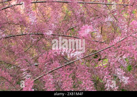 Bellissimi fiori rosa di Tamarix parviflora. piccolo tamerico di fiori. La primavera fiorisce. Sfondo floreale rosa. Foto Stock