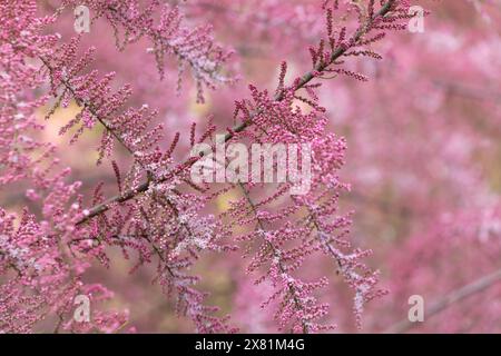 Bellissimi fiori rosa di Tamarix parviflora. piccolo tamerico di fiori. La primavera fiorisce. Sfondo floreale rosa. Foto Stock