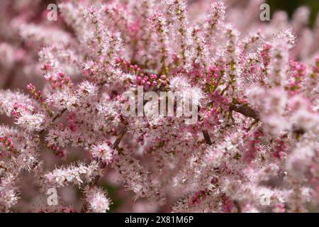 Bellissimi fiori rosa di Tamarix parviflora. piccolo tamerico di fiori. La primavera fiorisce. Sfondo floreale rosa. Foto Stock