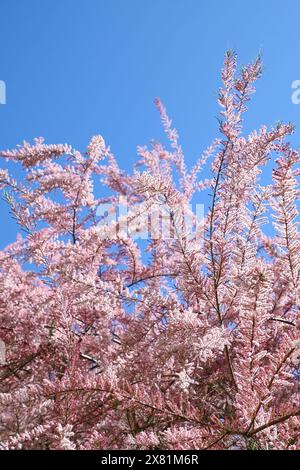 Bellissimi fiori rosa di Tamarix parviflora. piccolo tamerico di fiori. La primavera fiorisce. Sfondo floreale rosa. Foto Stock