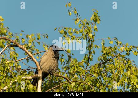 Il corvo incappucciato (Corvus cornix) siede su un ramo di betulla al sole. cuoio capelluto o felpa con cappuccio. Uccelli in natura. Foto Stock