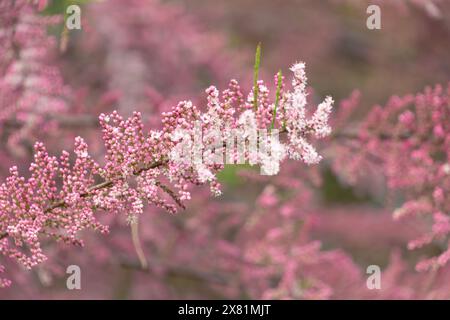 Bellissimi fiori rosa di Tamarix parviflora. piccolo tamerico di fiori. La primavera fiorisce. Sfondo floreale rosa. Foto Stock