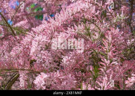 Bellissimi fiori rosa di Tamarix parviflora. piccolo tamerico di fiori. La primavera fiorisce. Sfondo floreale rosa. Foto Stock