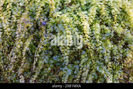 Muschio di timo molto fruttato Foto Stock