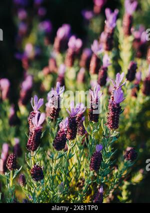 Cespuglio di splendida lavanda viola fiorita al sole mattutino in un campo Foto Stock