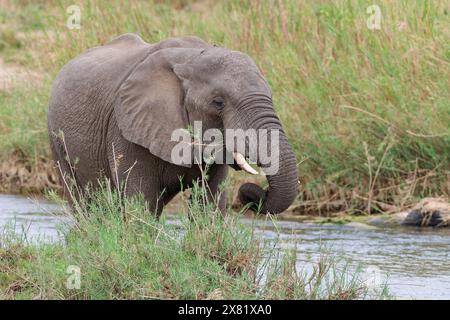 Elefante cespuglio africano (Loxodonta africana), giovane maschio adulto che si nutre di canne nel letto del fiume Olifants, Kruger National Park, Sudafrica, Foto Stock
