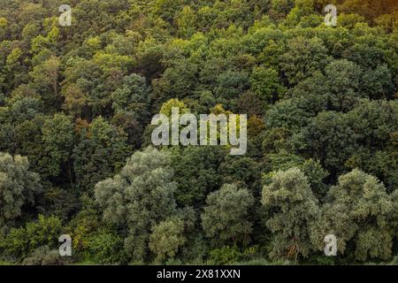 Vista aerea della foresta di alberi di gomma, vista dall'alto dell'albero di gomma e della piantagione di foglie. Foto Stock