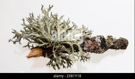 Lichen su un ramoscello asciutto su uno sfondo bianco. Evernia prunastri, conosciuta anche come oakmuss, è ampiamente utilizzata nella profumeria moderna. Foto Stock