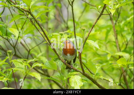Robin prende il sole primaverile a Marsden, West Yorkshire. Regno Unito. 30 aprile 2024 Foto Stock