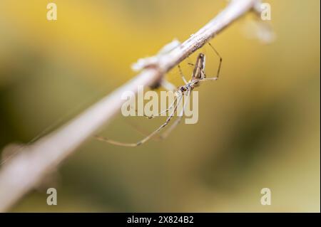Ragno a ganasce lunghe (Tetragnatha Extensa)/ragno a ganasce lunghe Foto Stock