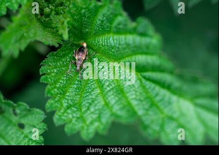 Phyllobius pyri, il Common Leaf Weevil, è una specie di weevil dal naso largo appartenente alla famiglia Curculionidae sottofamiglia Entiminae. Dettaglio macro vi Foto Stock