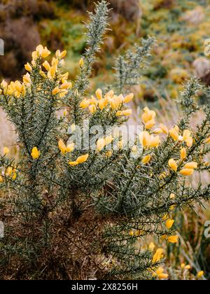 Primo piano di un cespuglio di gorse con fiori gialli vibranti in un paesaggio naturale e aspro. I rami verdi spinosi contrastano con i fiori brillanti. Foto Stock