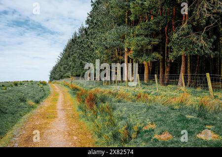 Un sentiero sterrato panoramico si snoda attraverso una lussureggiante foresta verde, invitante esplorazione e avventura all'aperto sotto un cielo luminoso e nuvoloso. Foto Stock