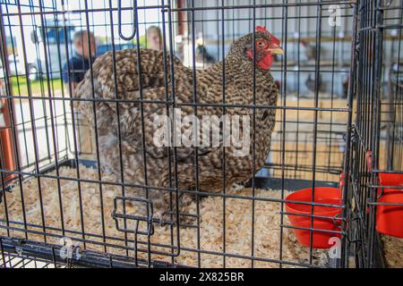 Bandon Agricultural Show, Castlebernard, Bandon, maggio 2024 Foto Stock