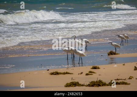 Un gregge di piccole garzette bianche (Egretta Garzetta) che si trova sul bordo delle acque lungo la spiaggia di Inhasoro in Mozambico Foto Stock
