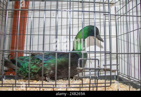 Bandon Agricultural Show, Castlebernard, Bandon, maggio 2024 Foto Stock