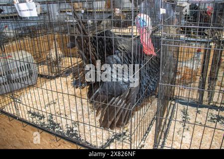 Bandon Agricultural Show, Castlebernard, Bandon, maggio 2024 Foto Stock