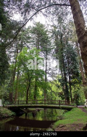 A wooden bridge as part of Ornamental Drive in a road full of giant secoyas - Rhinefield Ornamental Drive, Blackwater Arboretum and Tall Trees Trail Foto Stock