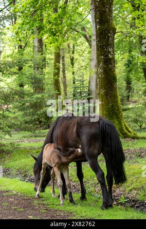 Un mare e il suo puledro vagano liberamente nella New Forest, Hampshire vicino a Ornamental Drive Foto Stock