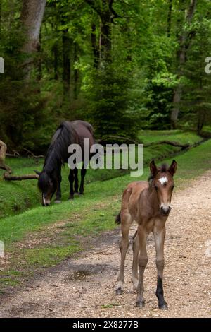 Un mare e il suo puledro vagano liberamente nella New Forest, Hampshire vicino a Ornamental Drive Foto Stock