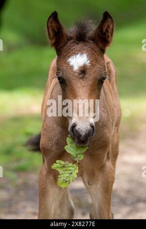 Un puledro che si aggira liberamente nella New Forest, Hampshire, vicino a Ornamental Drive Foto Stock