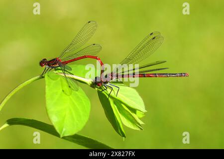 Femmina e maschio grande damselfly rossa (Pyrrhosoma nymphula), famiglia Coenagrionidae. Sulle foglie di comuni bacche di neve (Symphoricarpos albus). Giardino olandese. Foto Stock